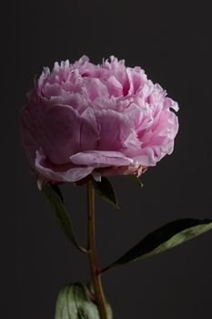 Fresh Pastel colored Pink peony in full bloom with dark background close up