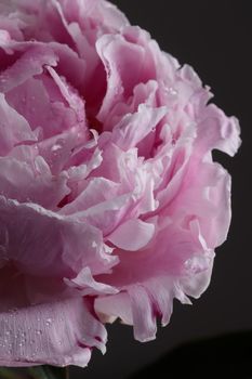 Fresh Pastel colored Pink peony in full bloom with dark background close up