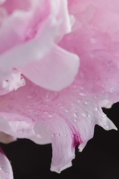 Fresh Pastel colored Pink peony in full bloom with dark background close up macro