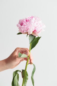 Fresh Pastel colored Pink peony in full bloom with a human hand on a white background. Copy space