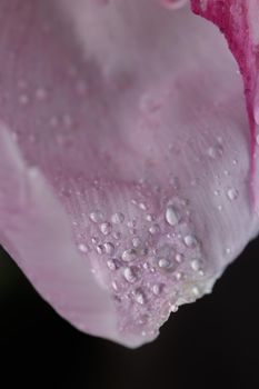 Fresh Pastel colored Pink peony in full bloom with dark background close up macro