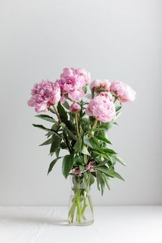 Beautiful bunch of fresh Pastel Pink peonies in full bloom in vase with white background. Copy space