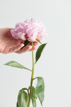 Fresh Pastel colored Pink peony in full bloom with a human hand on a white background. Copy space