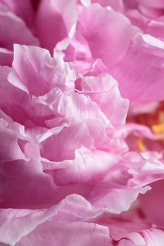 Fresh Pastel colored Pink peony in full bloom macro