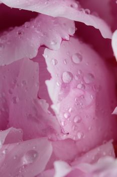 Fresh Pastel colored Pink peony in full bloom with dark background close up macro