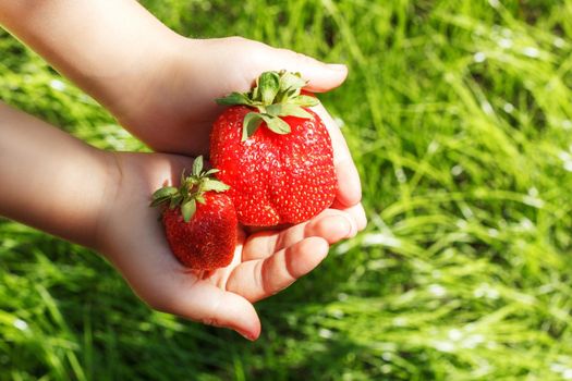 Fresh strawberries grown in the garden in the hands of a child against the backdrop of a lawn