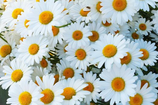 Chamomile flowers grown in the garden.