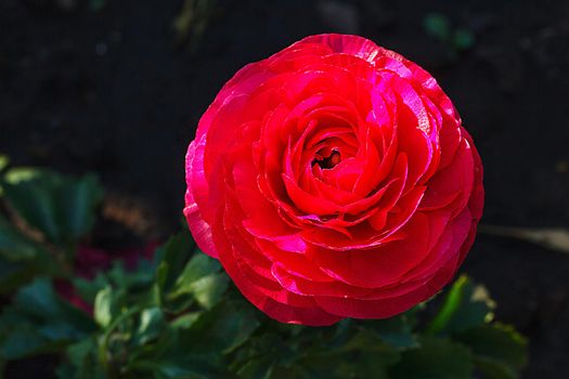 Close-up of a ranunculus flower grown in a garden