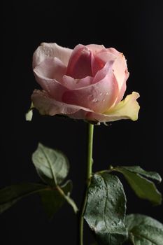 Rose flower with water drops on a dark background close up