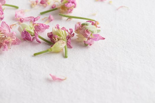 Floral pattern made of pinkflowers on white background copy space