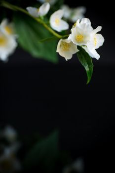 Branch of blooming fragrant white jasmine flowers isolated on black background