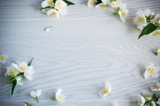 Wooden background with blooming beautiful white jasmine and empty space