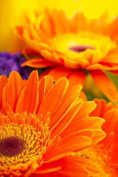 Orange gerbera flower isolated on white background