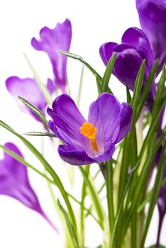Crocus flower in the spring isolated