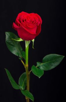 One red rose on a black background