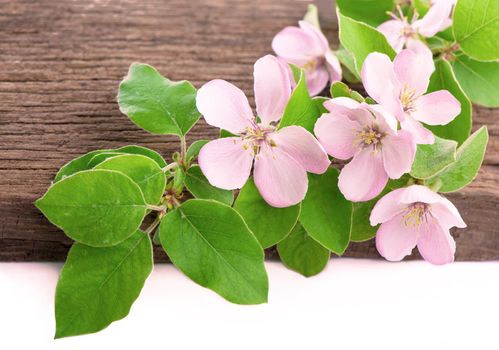 apple tree blossoms with green leaves isolated on white background