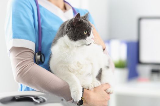 Close-up of veterinarian hold cat, female taking care of pets, professional vet doctor. Fat fluffy kitty look away. Veterinary, clinic for animals concept