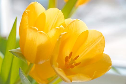 Close-up of a yellow tulip blooming. Spring Festival