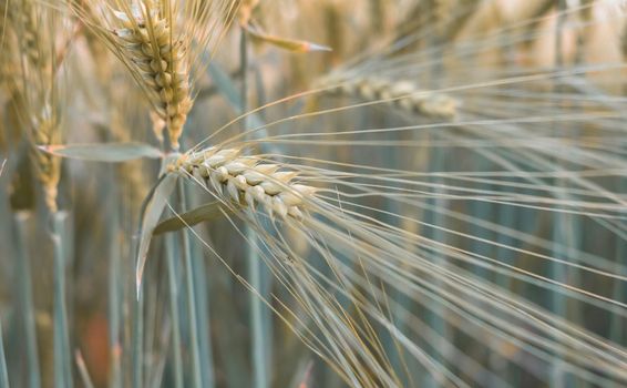 barley field in sunset time. barley seed close-up. agriculture background