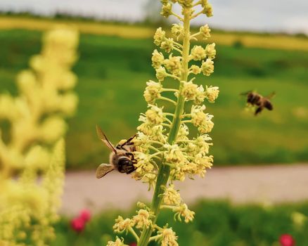 Bee on a flower. Honey Bee collecting pollen on yellow rape flower. wild flower meadows. honey bees