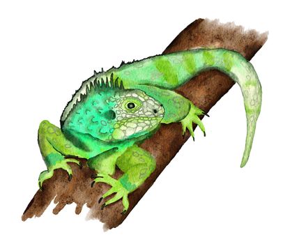 Watercolor hand drawn illustrationof tropical green iguana on a jungle tree rainforest branch. Replite lizard in wild nature wildlife endangered species, reptilian pet fauna