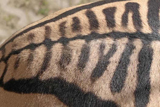 Close-up of the zebra's body. Striped animal