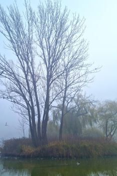 Foggy mystical morning on the shore of the lake