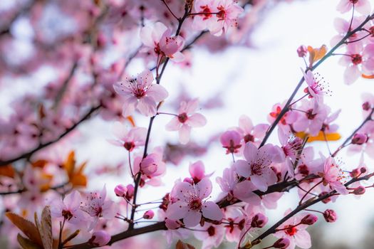 Pink cherry blossom in spring. Spring blossom background. Beautiful Orchard. Springtime