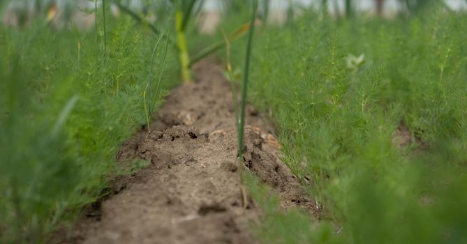 Dill plant in the garden. fresh green dill background. fresh delicious green dill. Vegetarian food