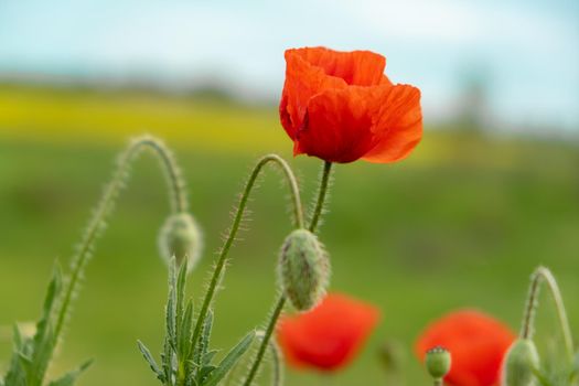 Red poppy in summer. Close-up Of Poppy blossom Flowers. sign symbol