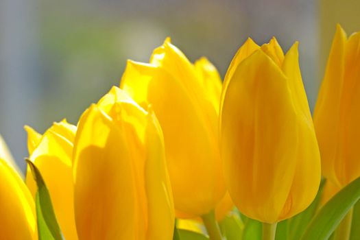 Close-up of the yellow flowering tulips in the bouquet