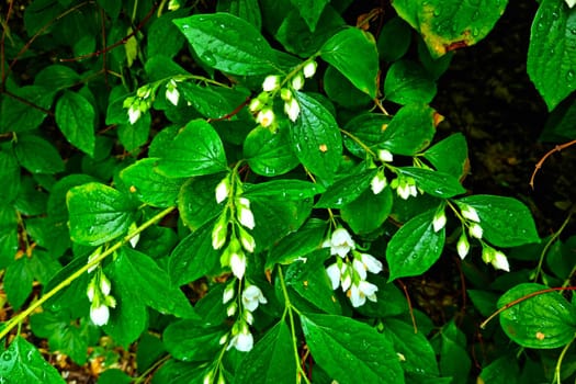 A flowering bush in the park after the rain. Drops of water on the foliage