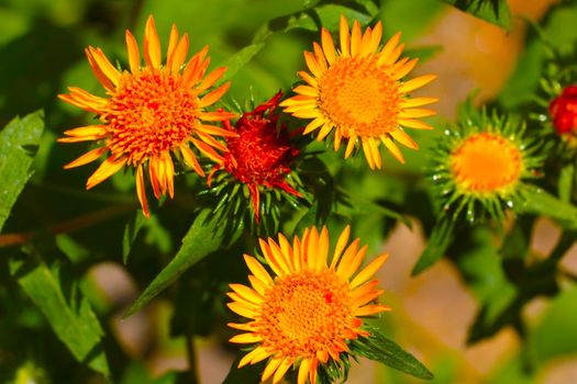 Yellow flowering flowers in the park in the spring. Posy