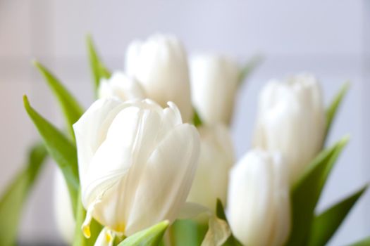A flowering bouquet of white tulips. Congratulations on the holiday
