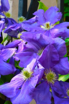 Beautiful purple flowers bloom in the garden in summer