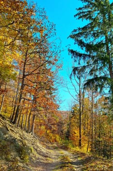 A sunny autumn day in the forest. Yellow red foliage