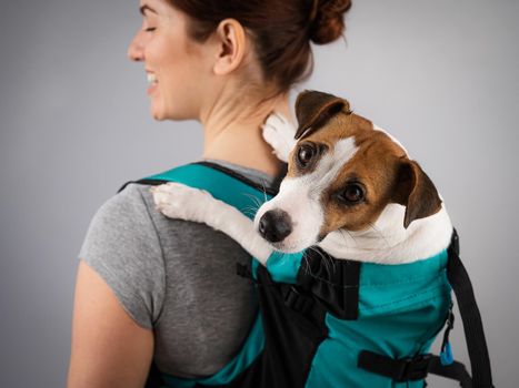 Caucasian woman carries jack russell terrier dog in her backpack