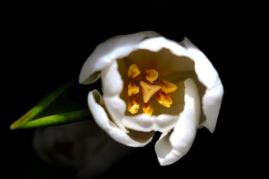 Top view of a flowering tulip flower. A flower on a black background