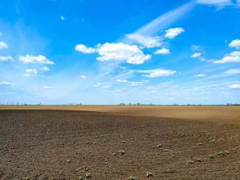 plowed field with sprouts seedlings and blue sky. agriculture plant grow . rural farmland landscape . growth reaching concept plants