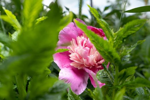 Pink flower in the garden. Pink flowers peonies flowering on background pink peonies. Peonies garden. Closeup flower