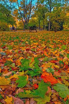 Eelto red green leaves lie on the ground in the park in the fall