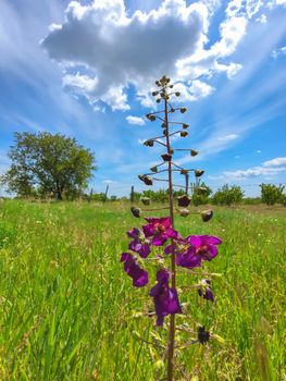 Purple flower in the green field with blue sky. Spring background image. Blossom flower