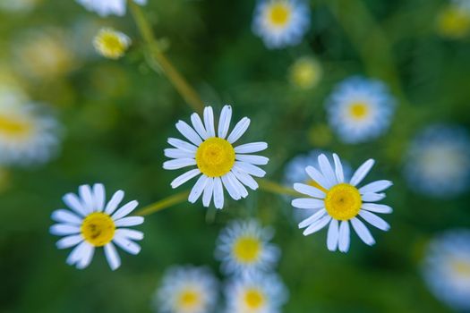 Daisies in the field. Top view of chamomile. Chamomile field flowers border. Beautiful nature scene with blooming medical chamomilles