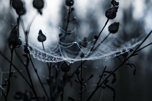 Spider web cobweb closeup background. Dew on a spider web