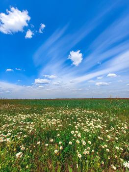 field of daisies flowers with a blue sky and clouds. summer spring meadow on background blue sky with white clouds. summer natural landscape