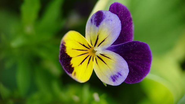 Macrophotography.Flower Pansies blooming in the garden.Texture or background