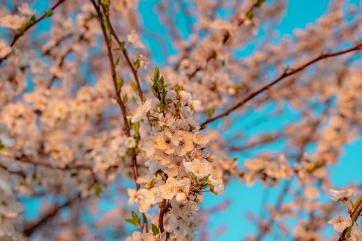 Apricot tree branches in blossom. Spring day with pink flowers on blue sky background . Closeup blossom, wallpaper concept