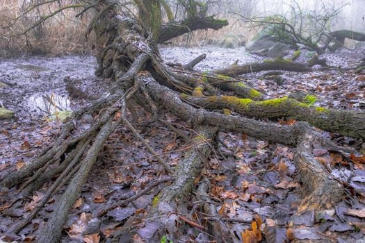 Roots of a tree . Dense forest. Landscape