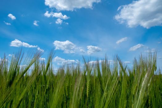 Barley field with blue sky. Green barley grain . Growth of barley bread, barley beer or animal fodder . Agriculture background