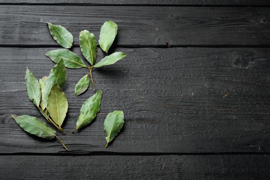 Branch of laurel bay leaves set, on black wooden table background, with copy space for text